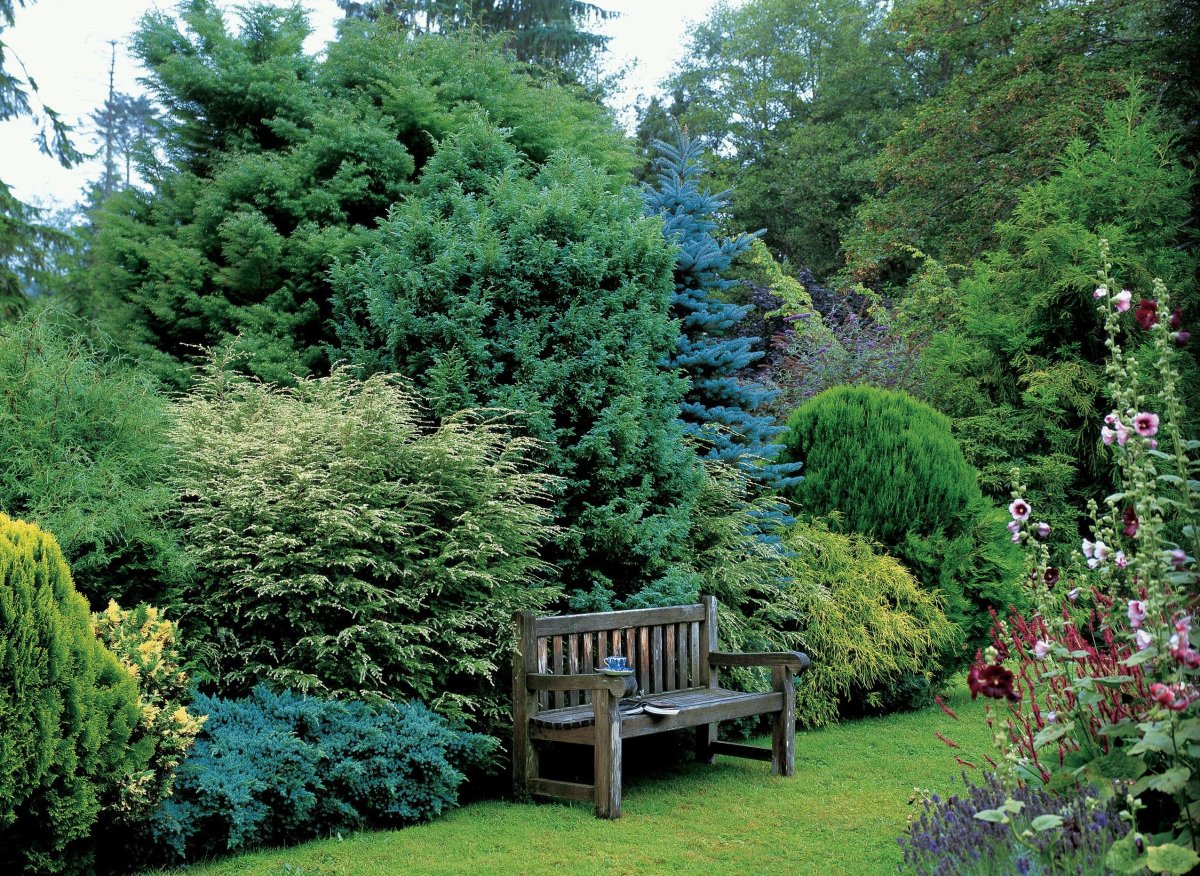 Тенелюбивые растения хвойники