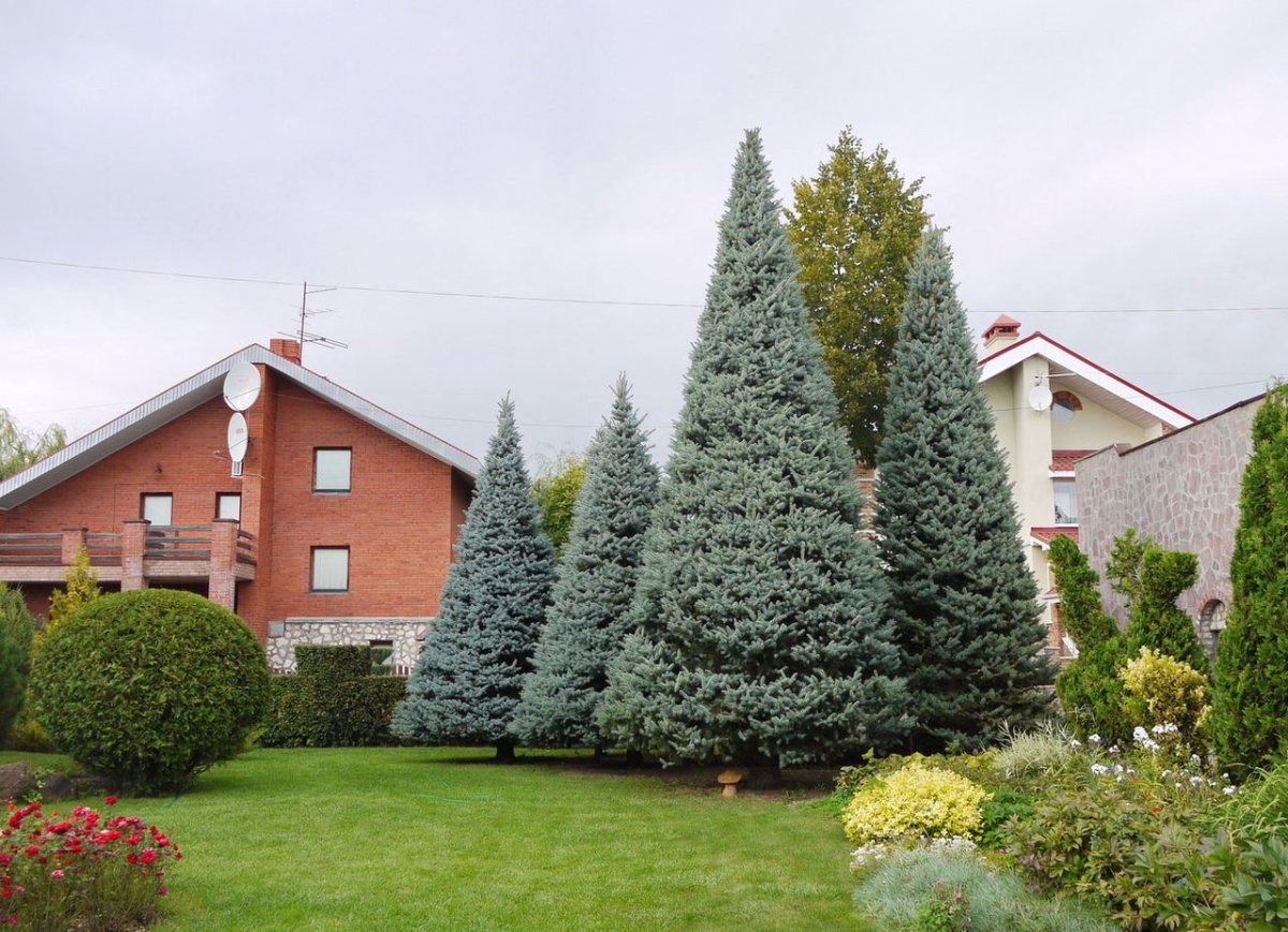 Стриженая голубая ель Ляпчев