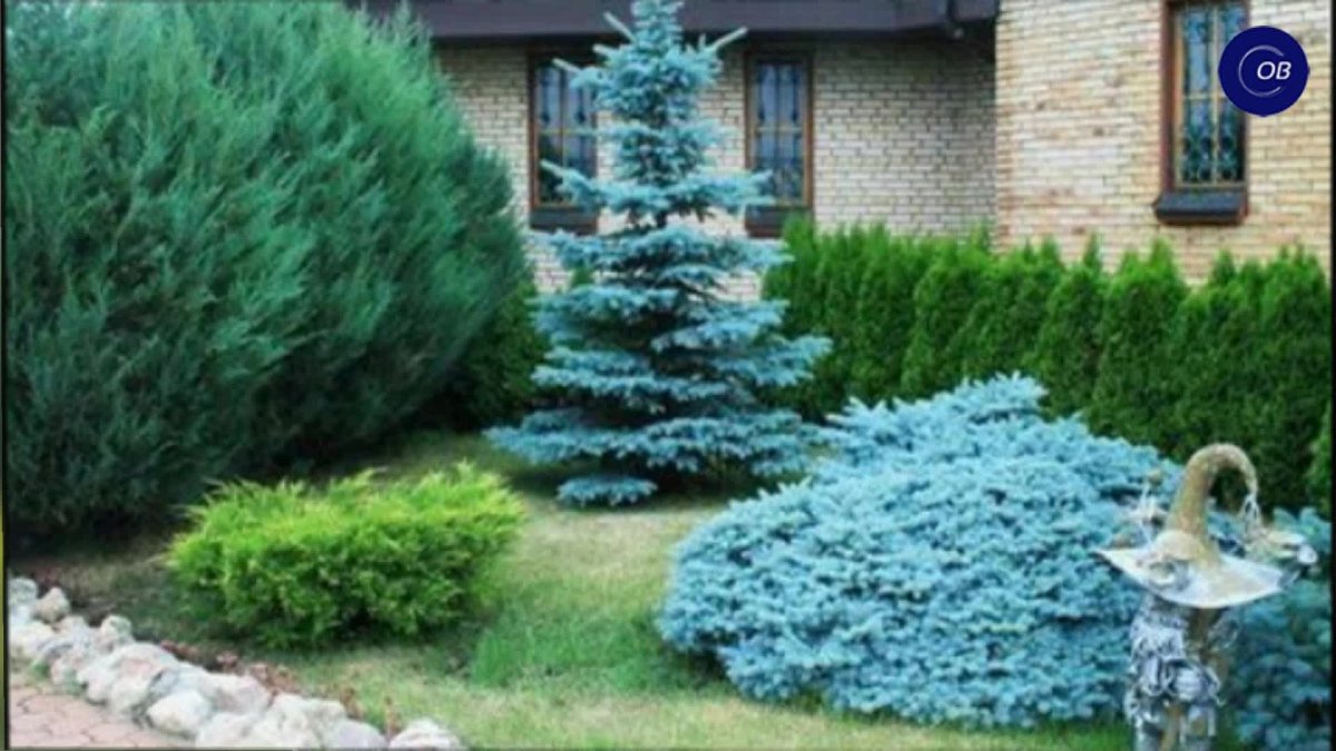 Можжевельник скальный Скайрокет Живая изгородь