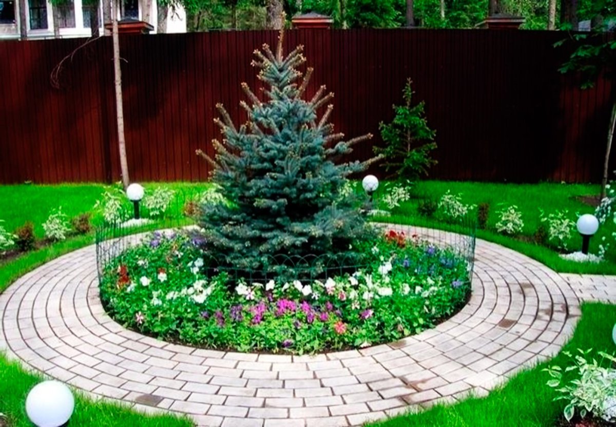 Ель на участке