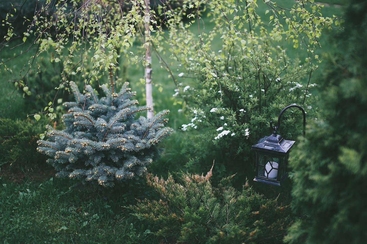 Мисти Блю ель голубая