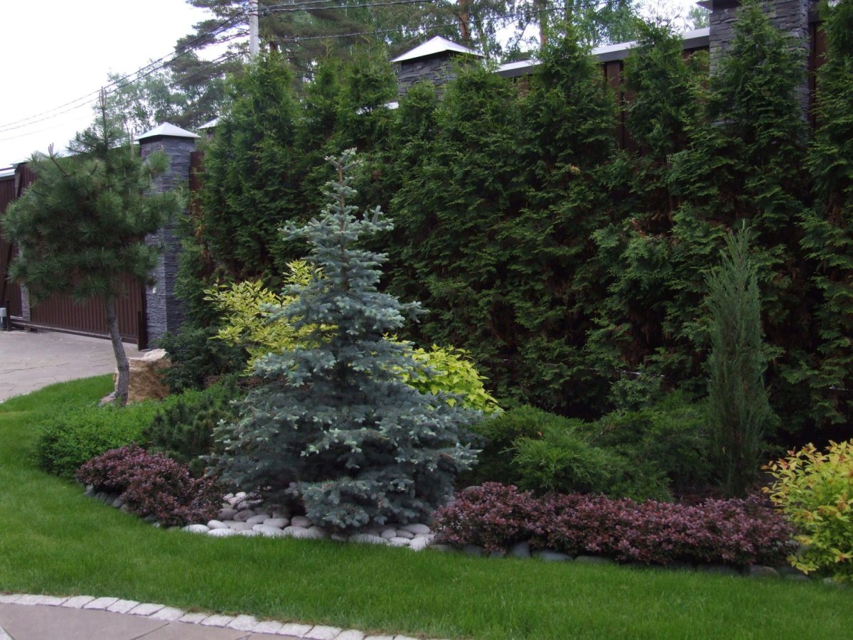 Хвойно Лиственный миксбордер