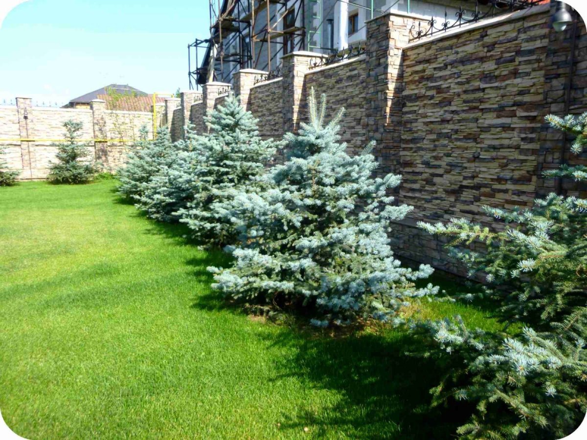 Пихта корейская Silberkugel