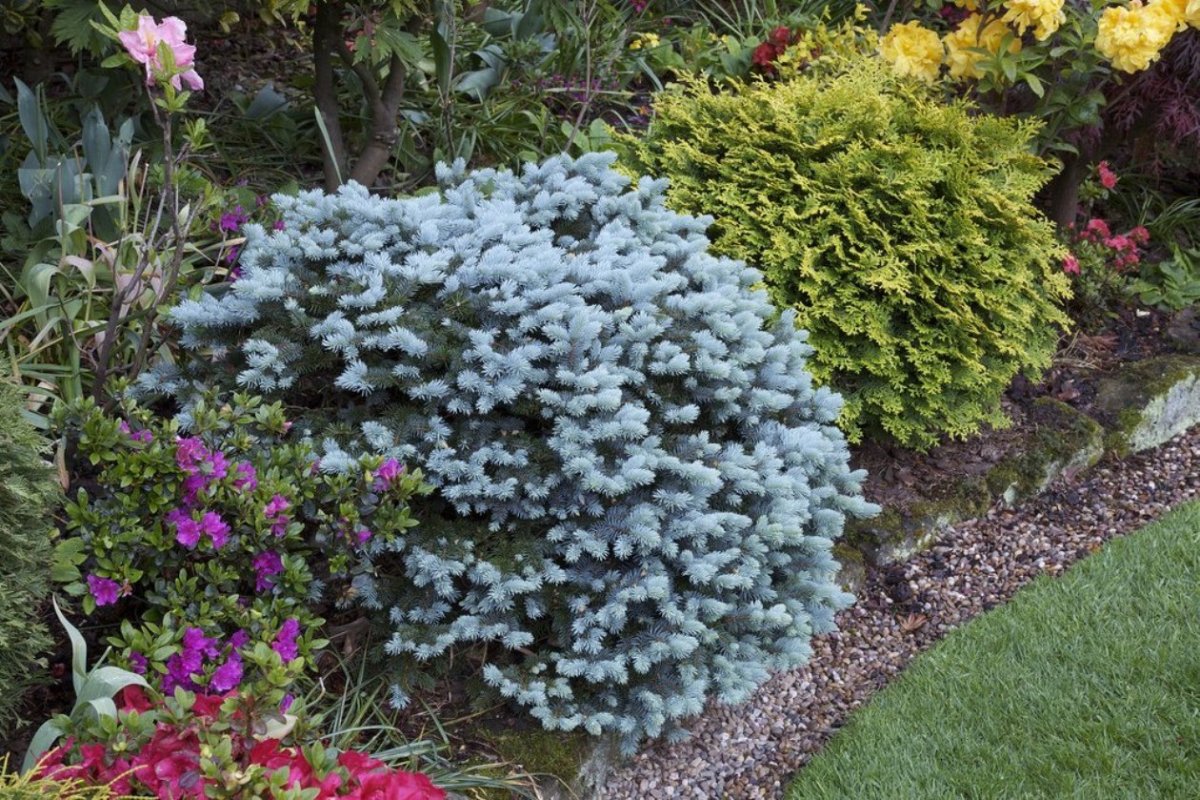 Ель Глаука Глобоза подушковидная