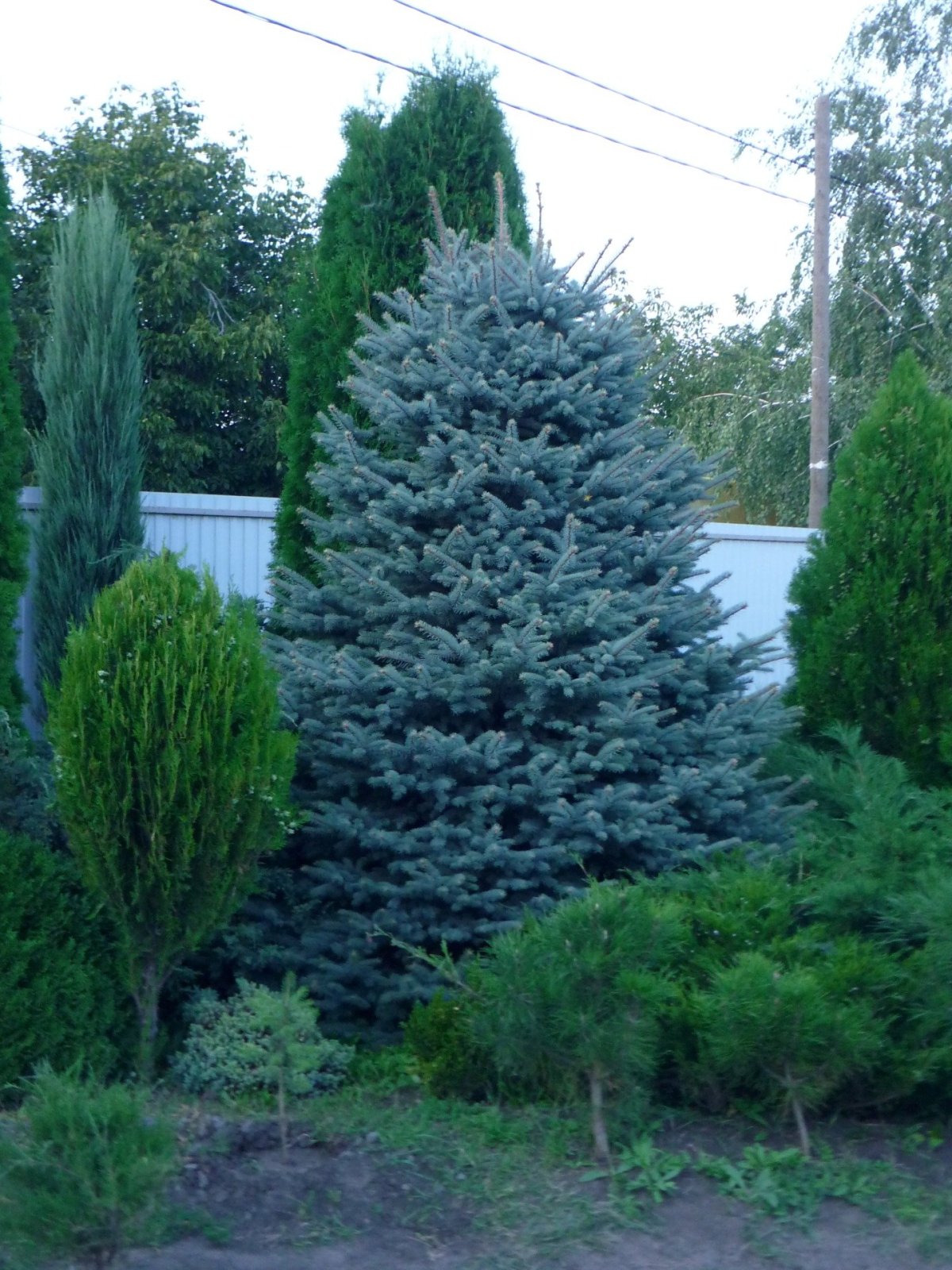 Голубая ель Даника