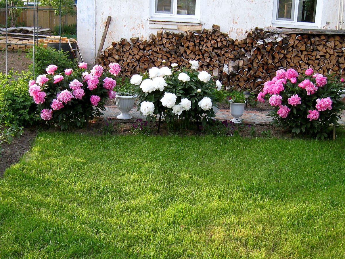 Гортензия бордюрная