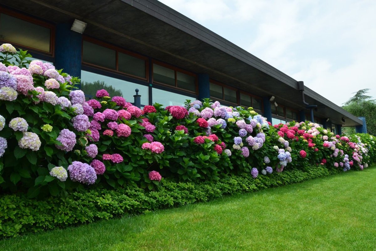 Гортензия крупнолистная изгородь