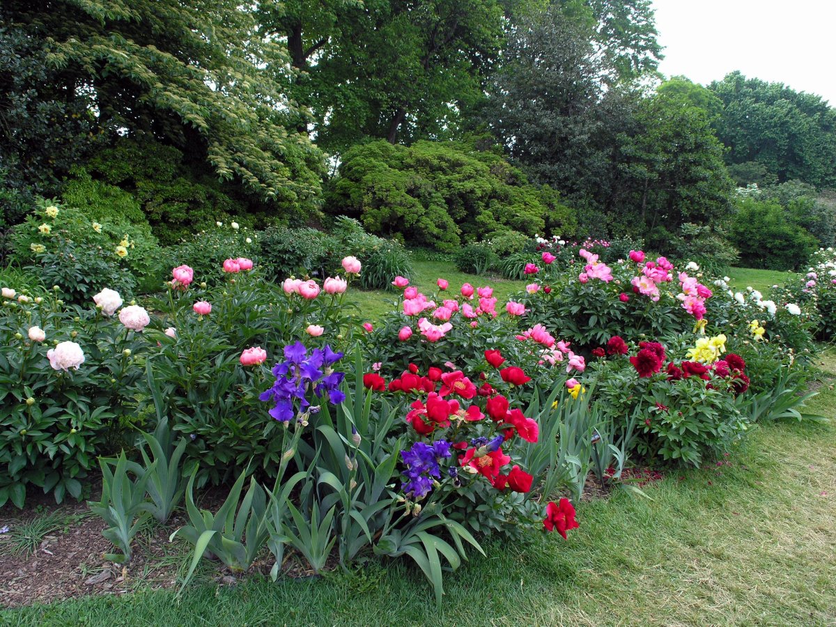 Рабатка лилейник