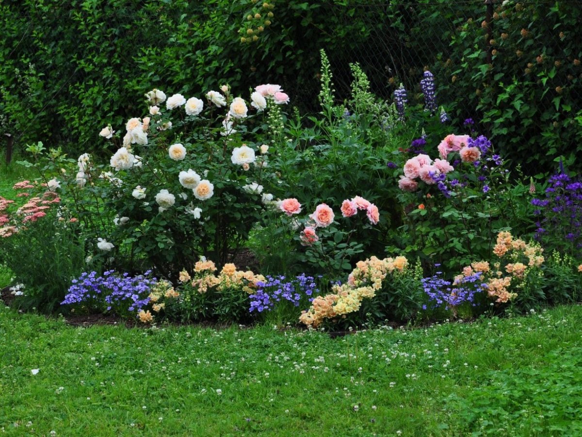 Гортензия Белла Анна миксбордер