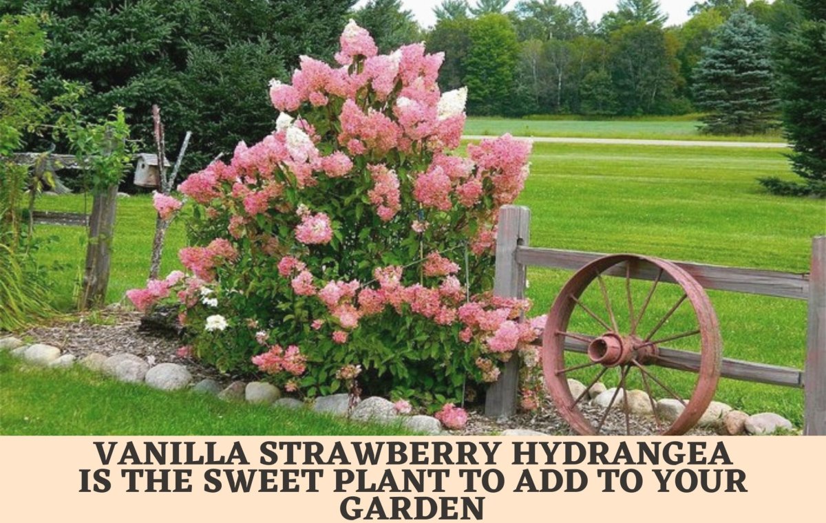 Гортензия Фрайз в ландшафте