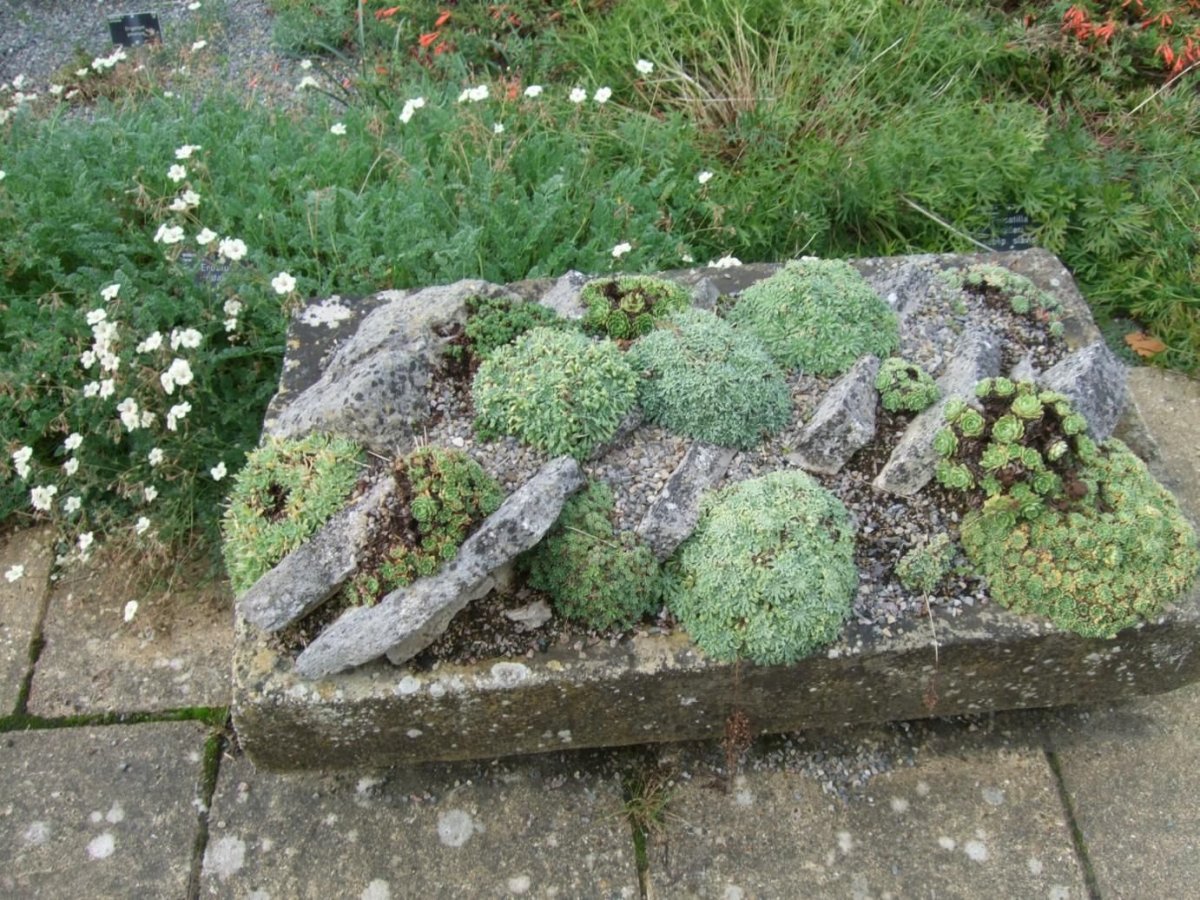 Декоративный мох для альпийской горки