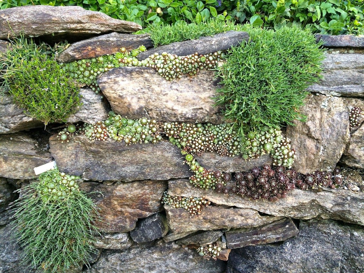 Рокарий у стены