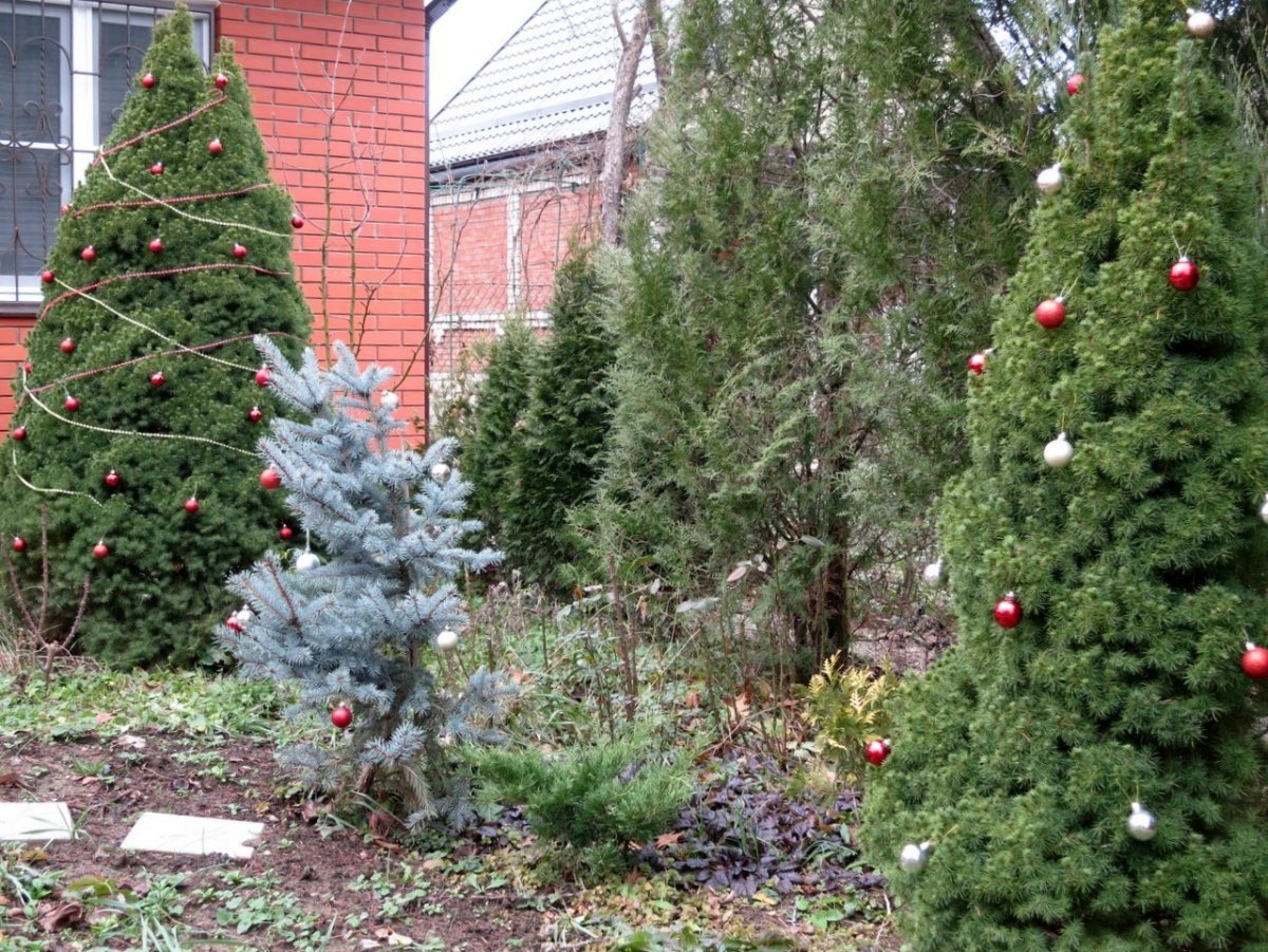 Ель канадская Коника