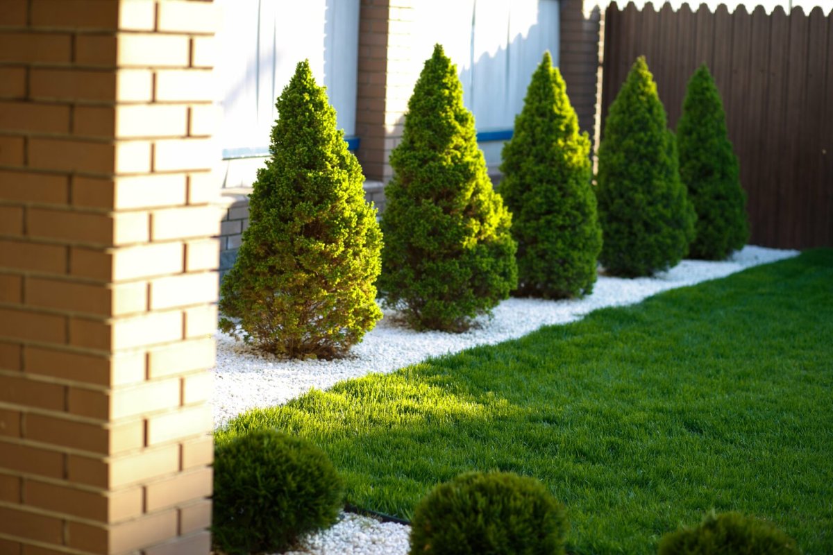 Ель Глаука Коника