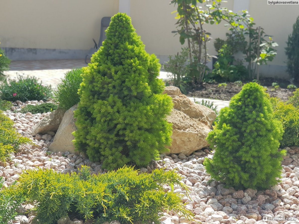 Ель канадская