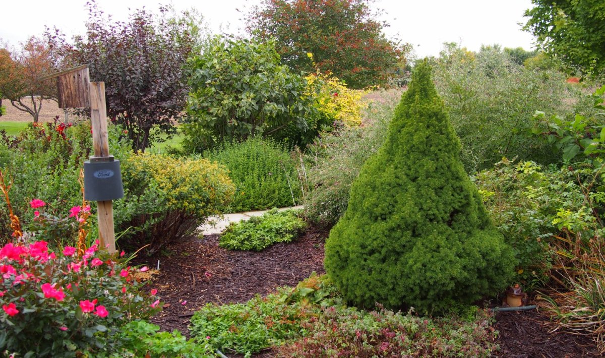 Ель канадская Коника клумба