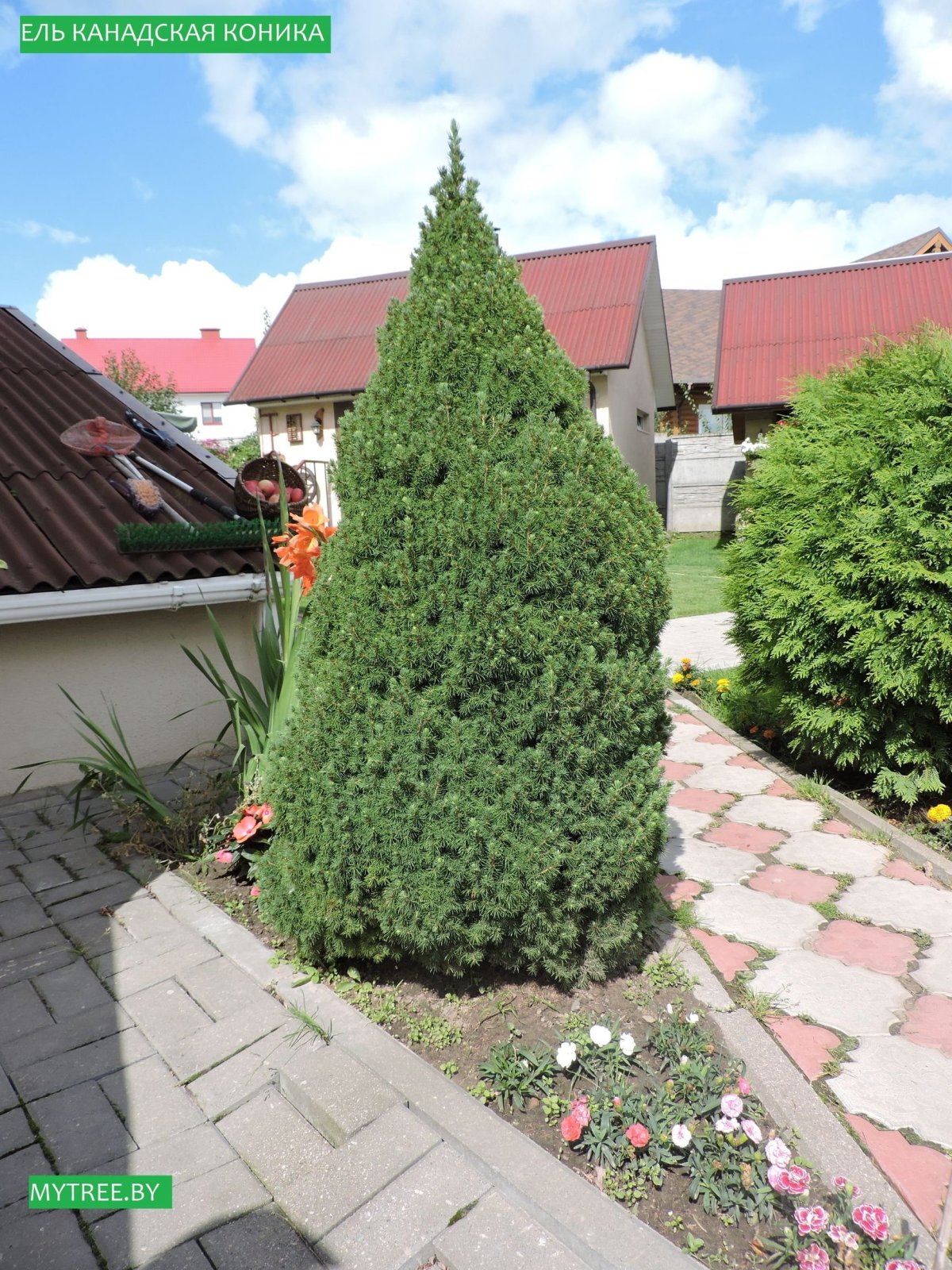 Коника ель Коника с пузыреплодником