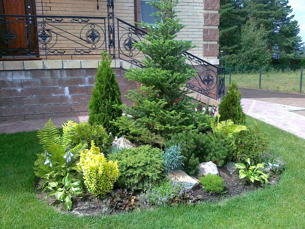 Хвойники голубая ель миксбордер