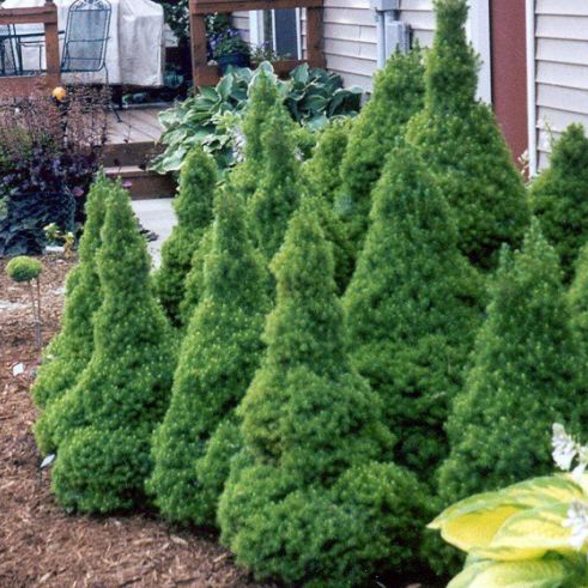 Ель канадская Коника (с12 н90-100)