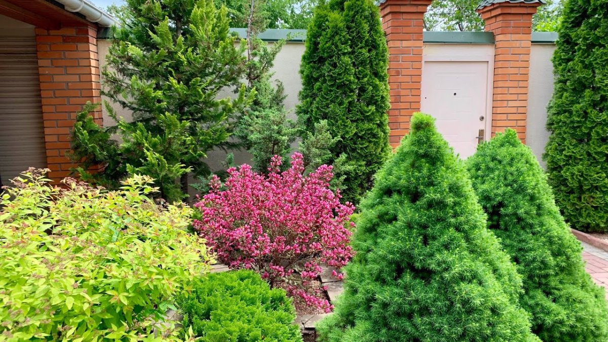 Туя Барбарис вейгела композиция