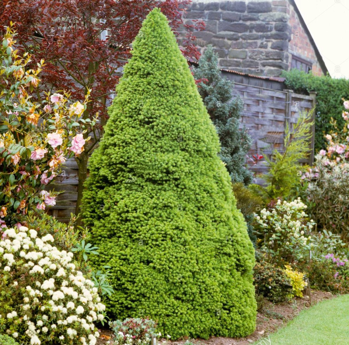 Ель канадская Пикколо