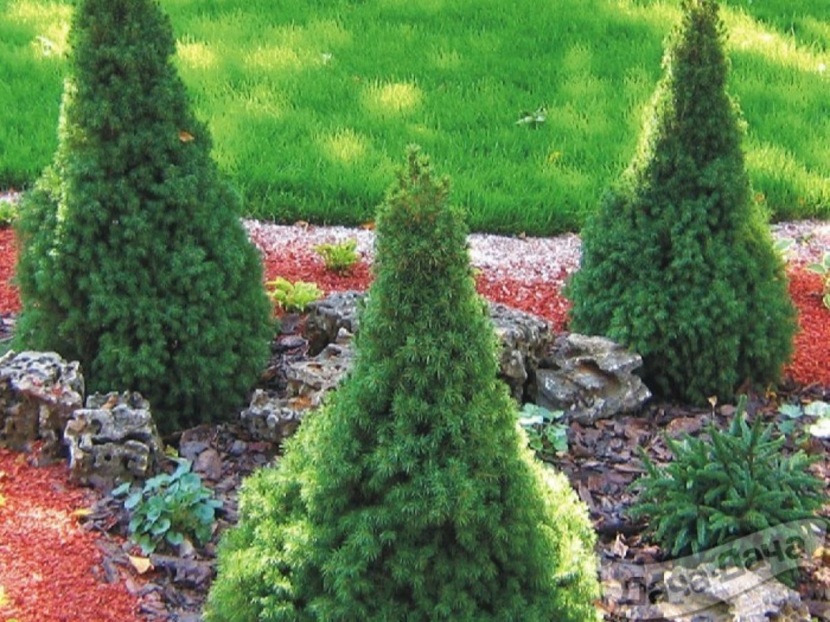 Ель Коника рокарий