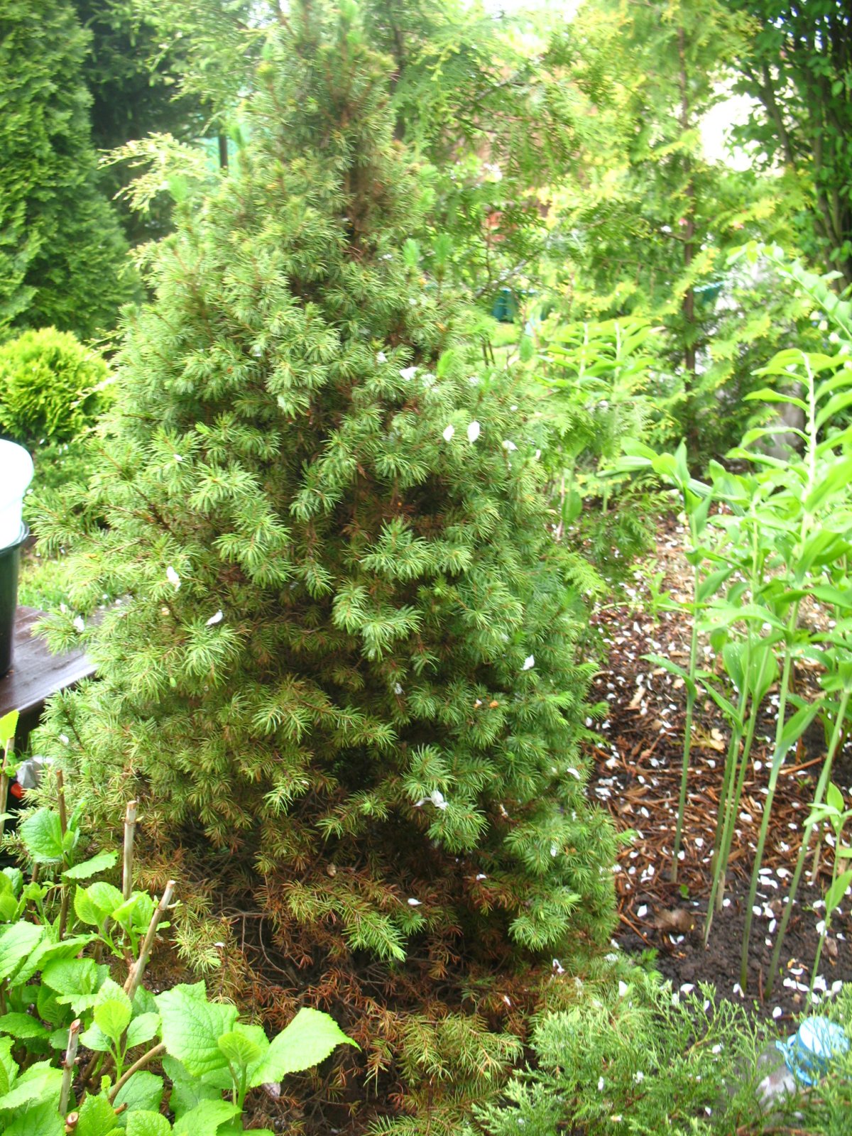 Ель Коника Живая изгородь