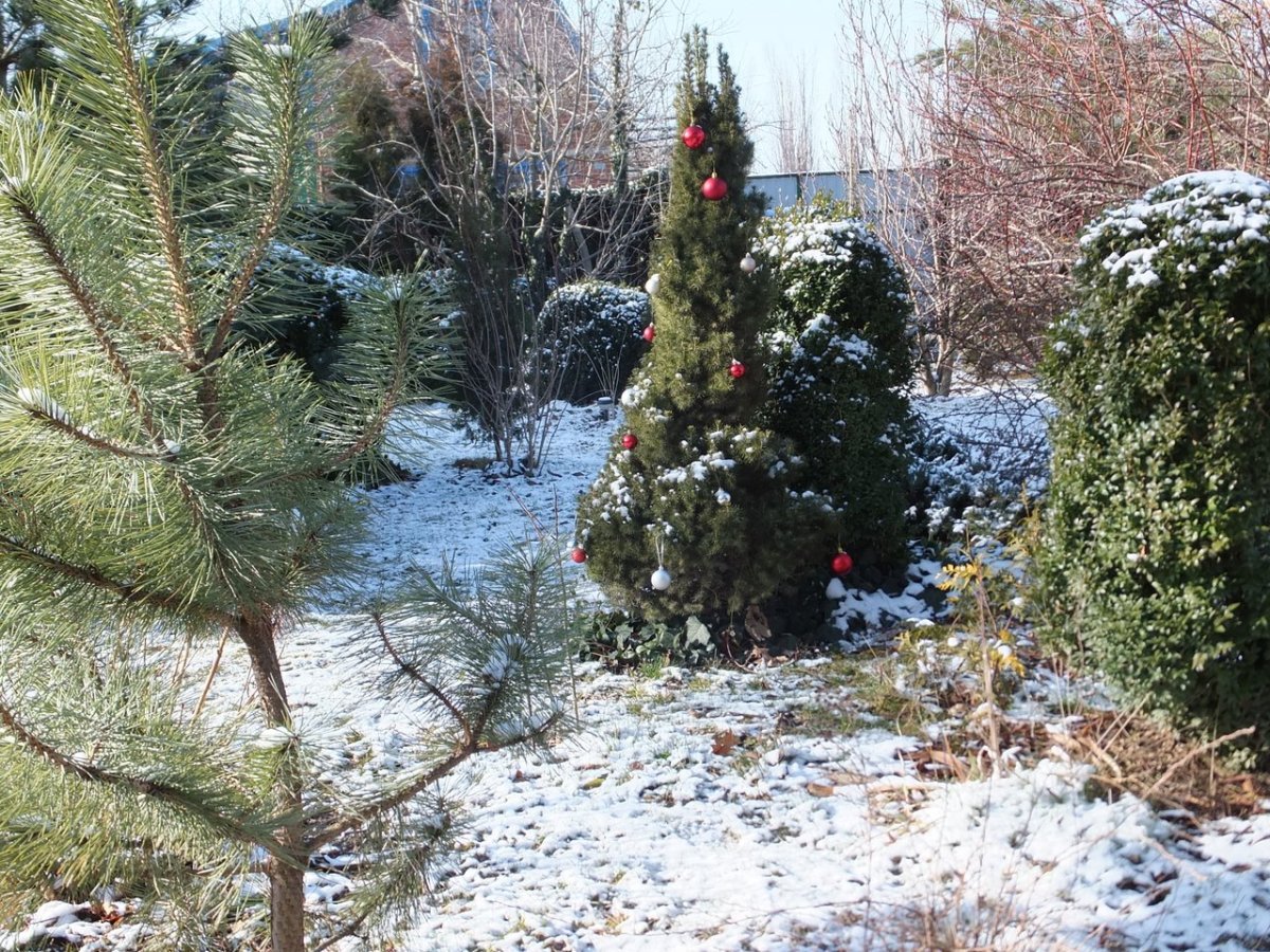 Ель Глаука «Коника» в клумбе