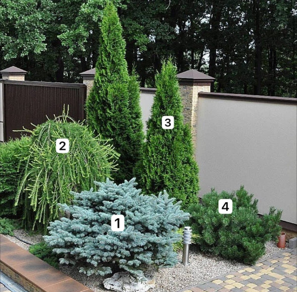 Ель Глаука Глобоза