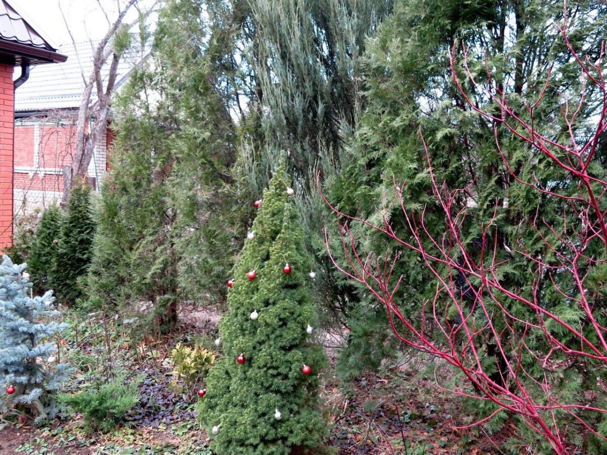 Клумба с елью Коника