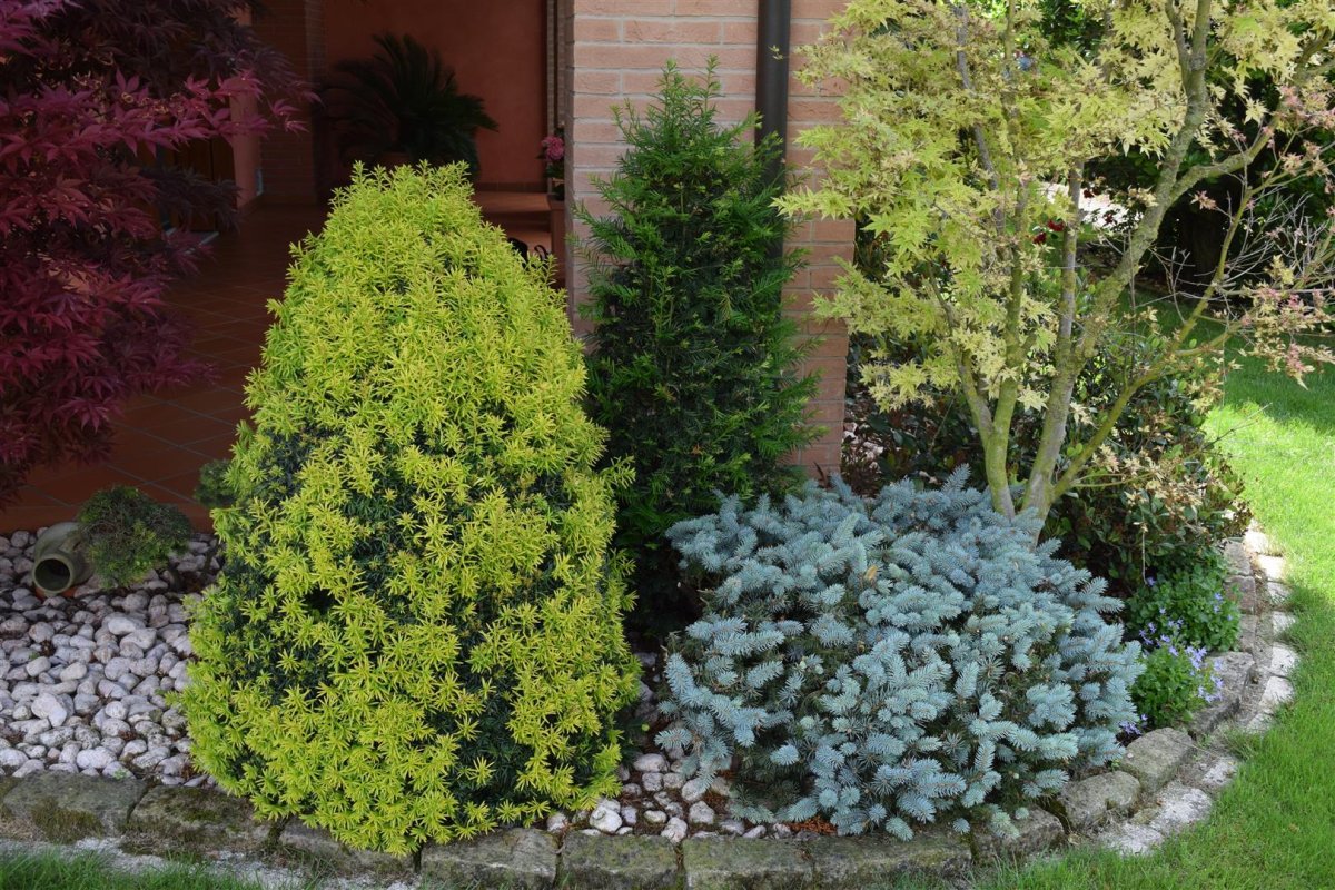 Ель кипарисовик Коника