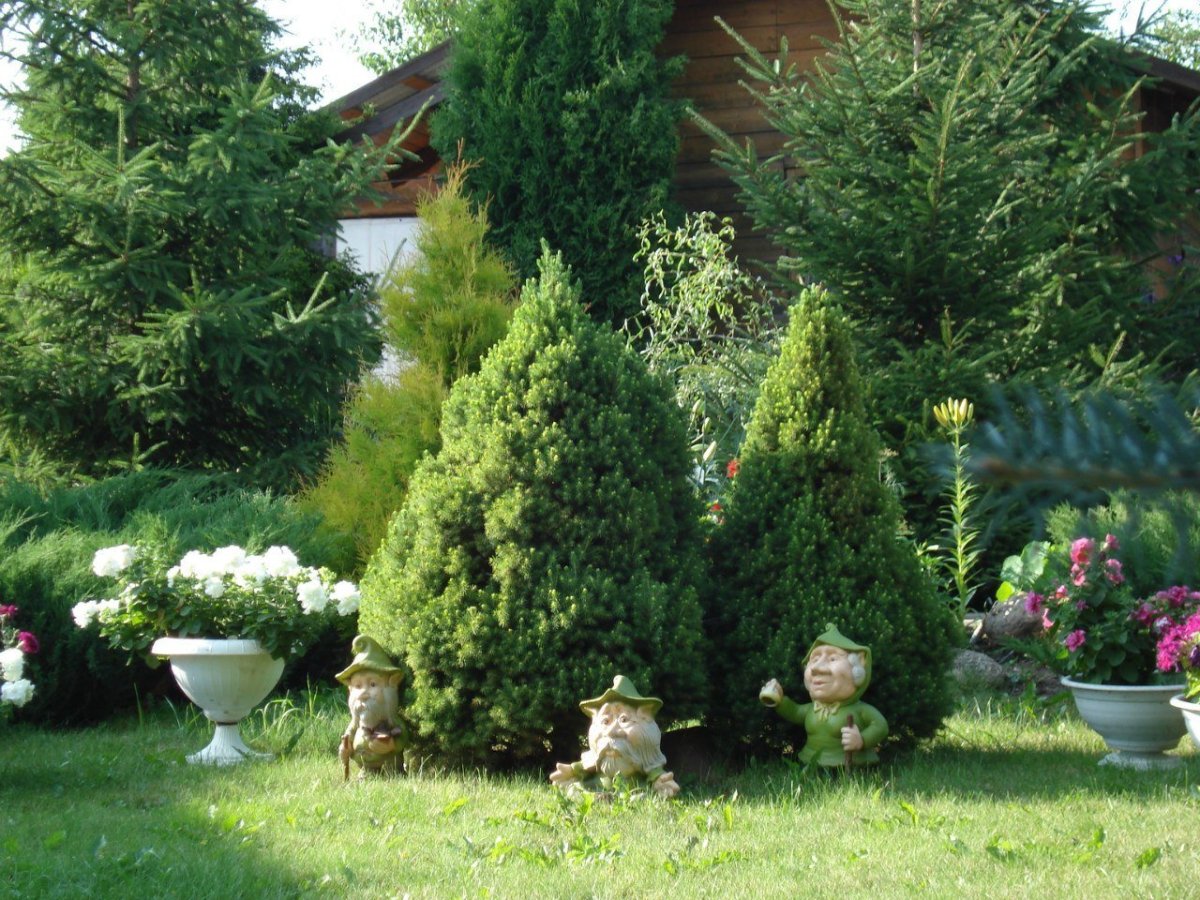 Туя Фрисландия