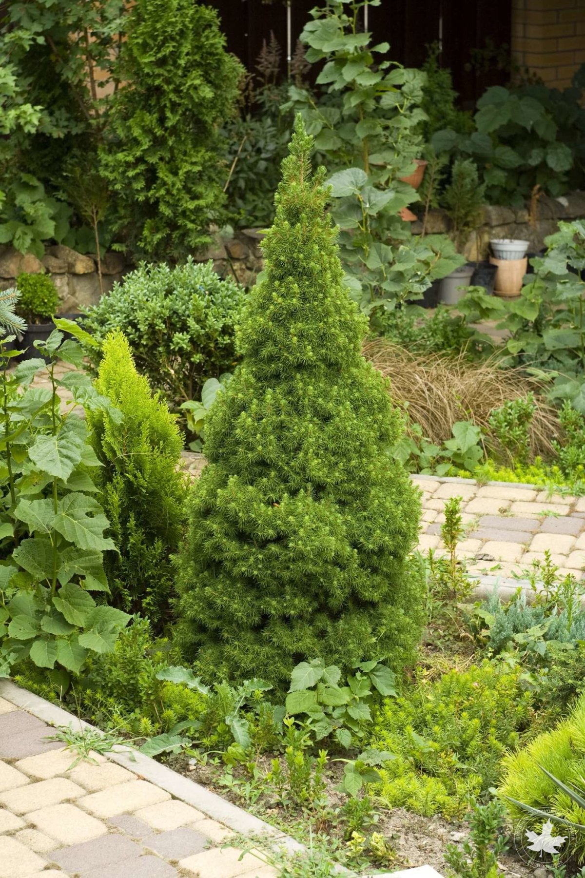 Изгородь ель Коника