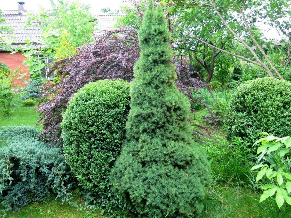 Ель канадская Коника клумба
