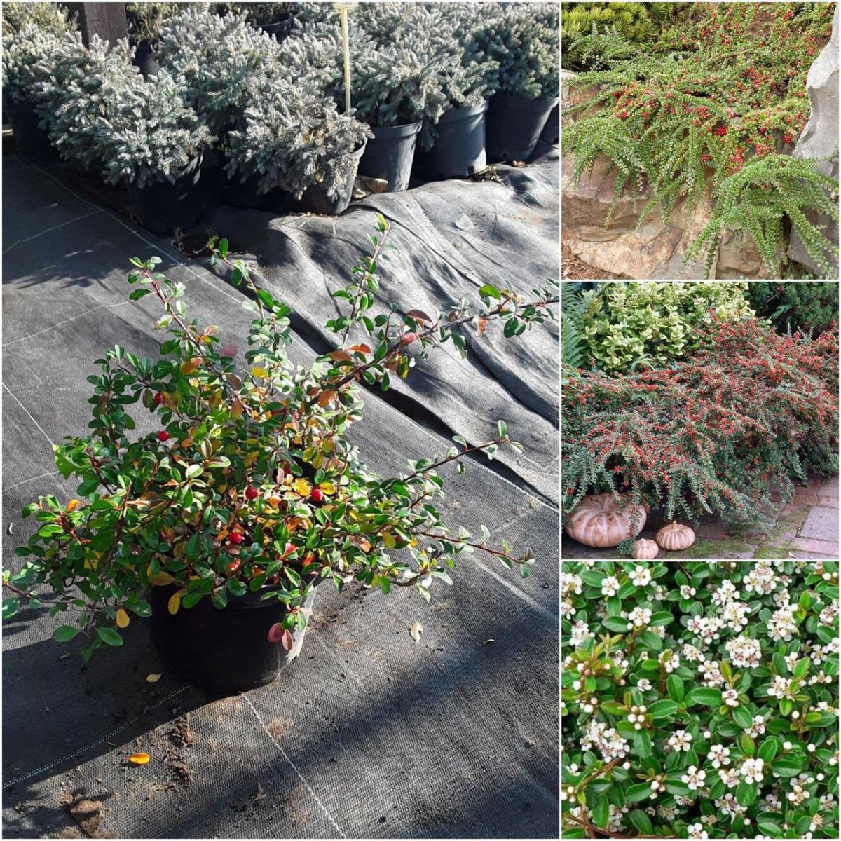 Кизильник Даммера в ландшафтном