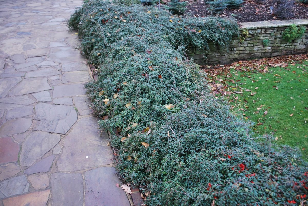 Кизильник Даммера