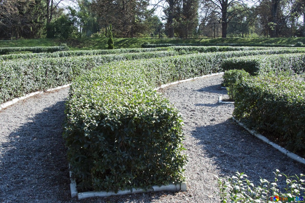 Изгородь кизильник Стокгольм