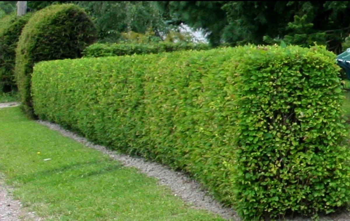 Кизильник блестящий изгородь