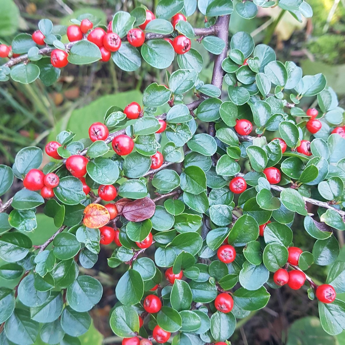 Кизильник (Cotoneaster)
