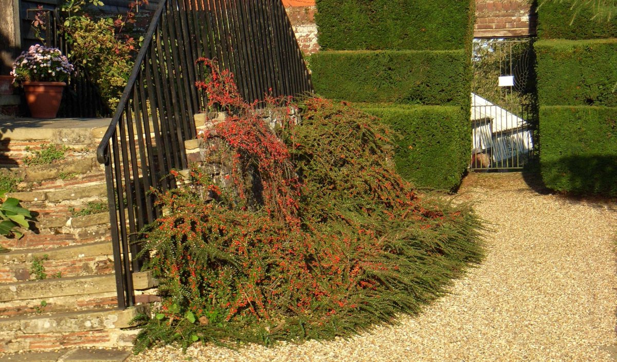 Кизильник горизонтальный с2