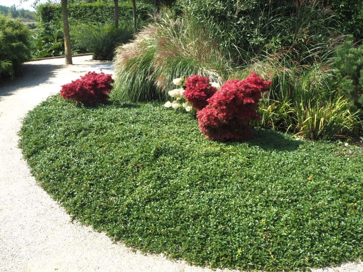 Кизильник Даммера