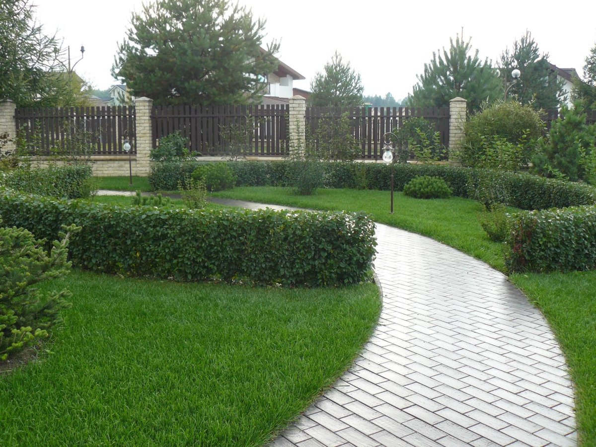 Кизильник в ландшафтном дизайне отзывы