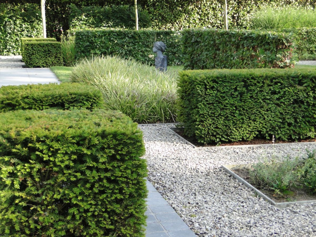 Кизильник блестящий изгородь