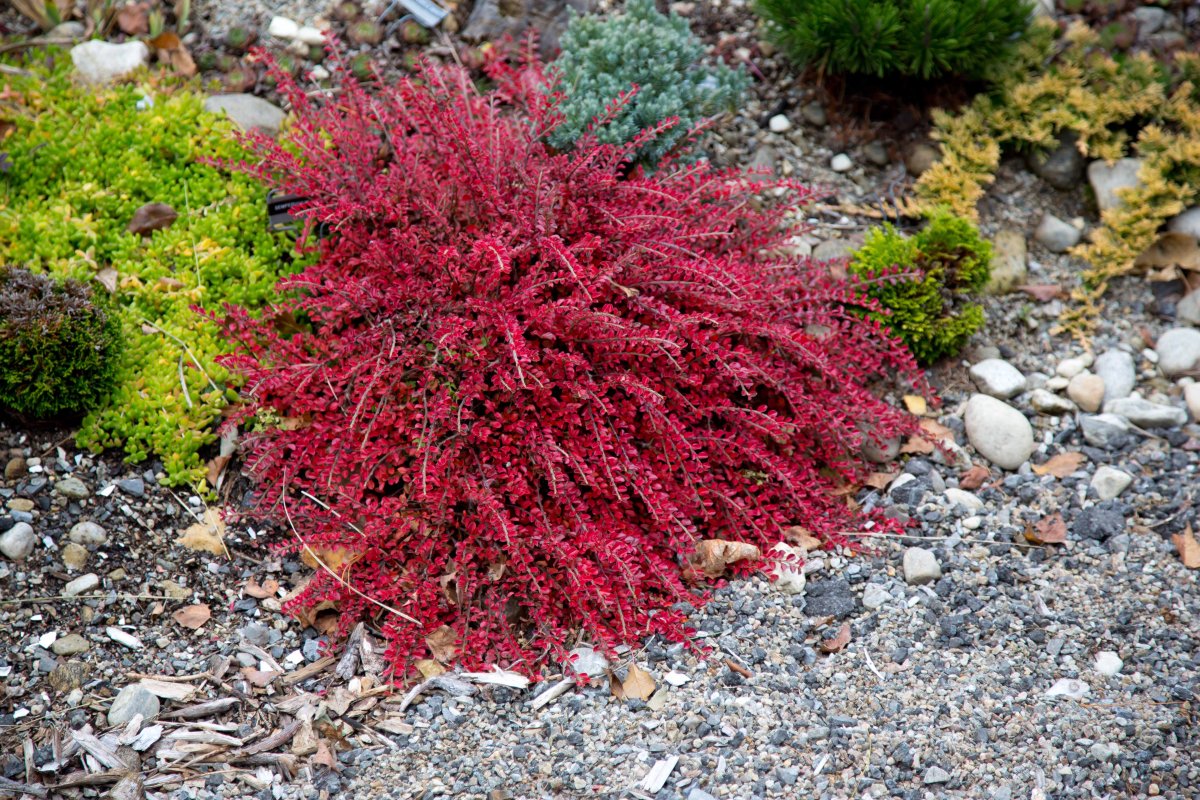 Кизильник горизонтальный