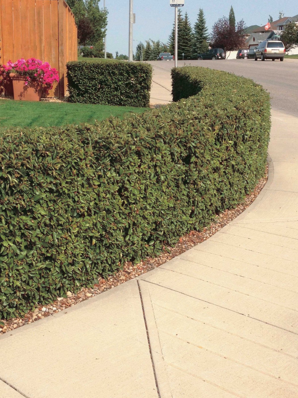 Кизильник котонеастер