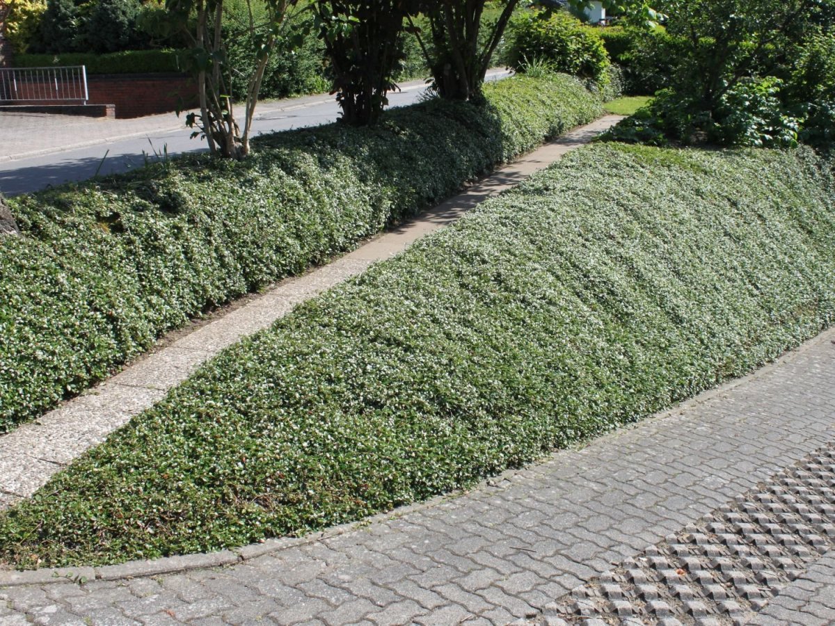 Кизильник блестящий Живая изгородь