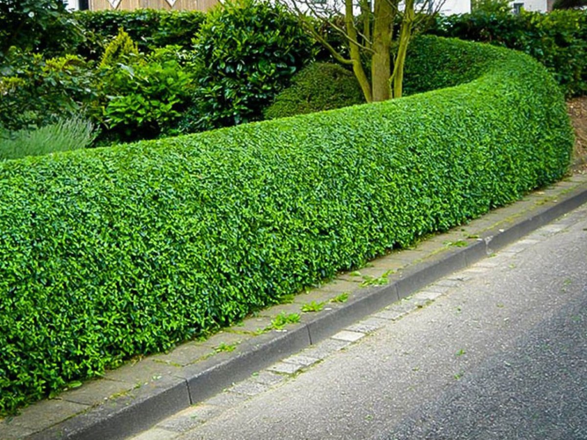 Бирючина Синенсис