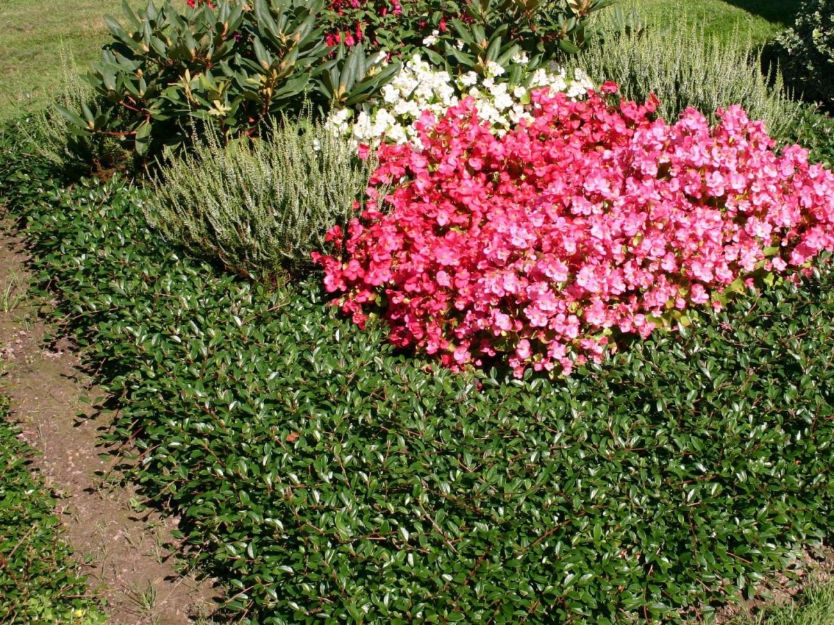 Кизильник блестящий Даммера