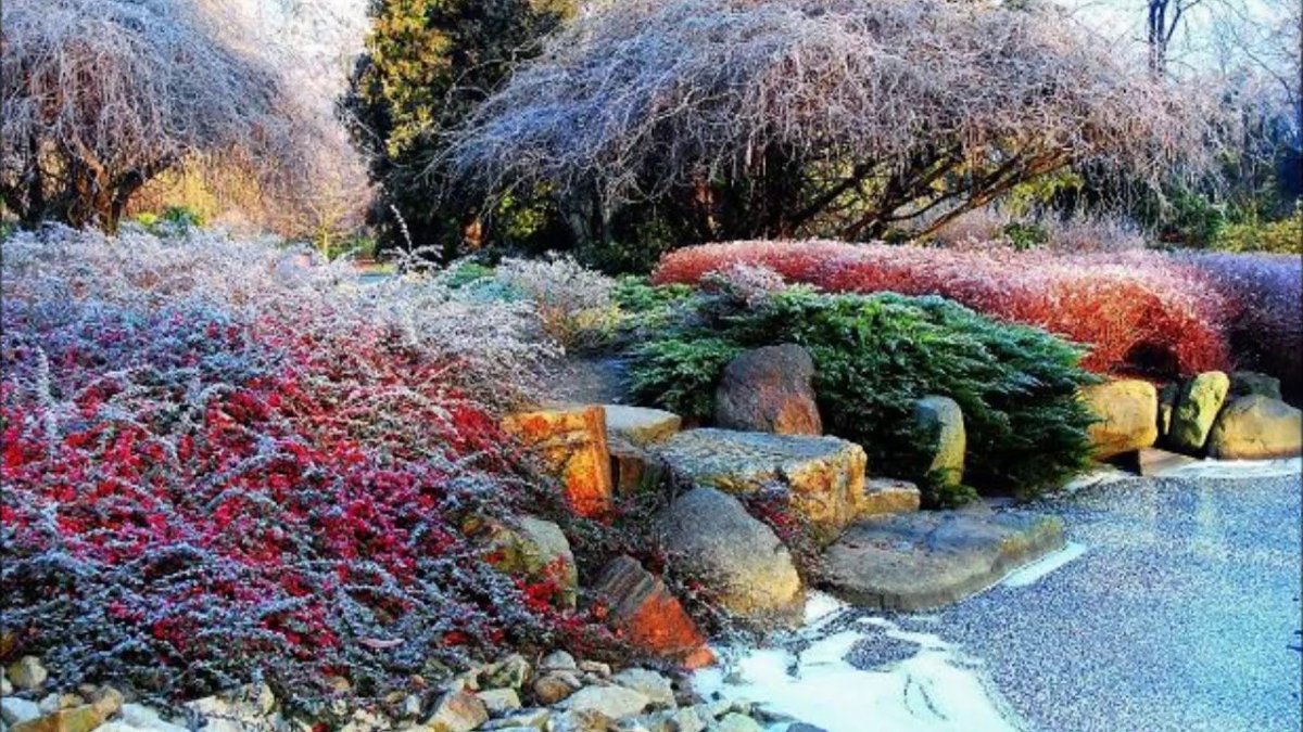 Кизильник горизонтальный