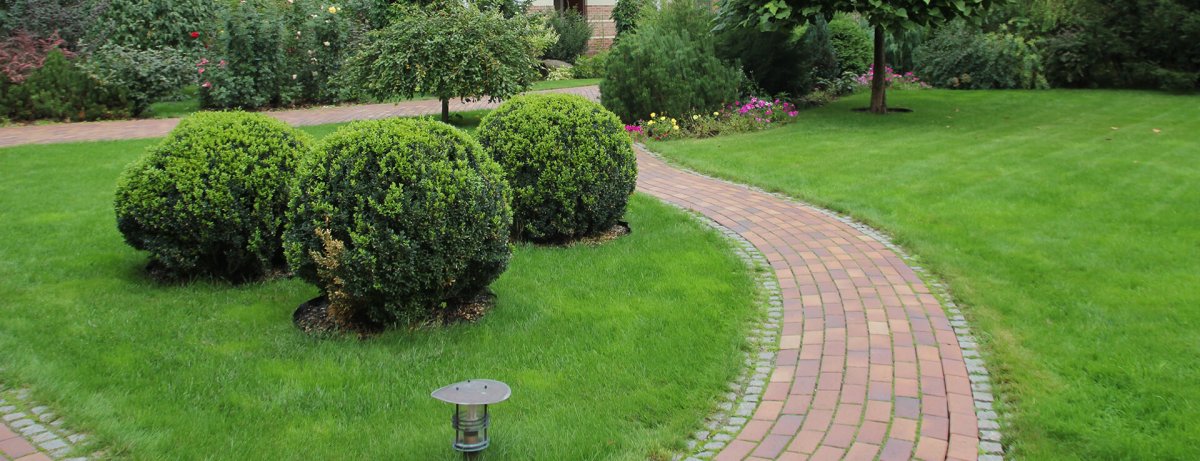 Кизильник блестящий шар